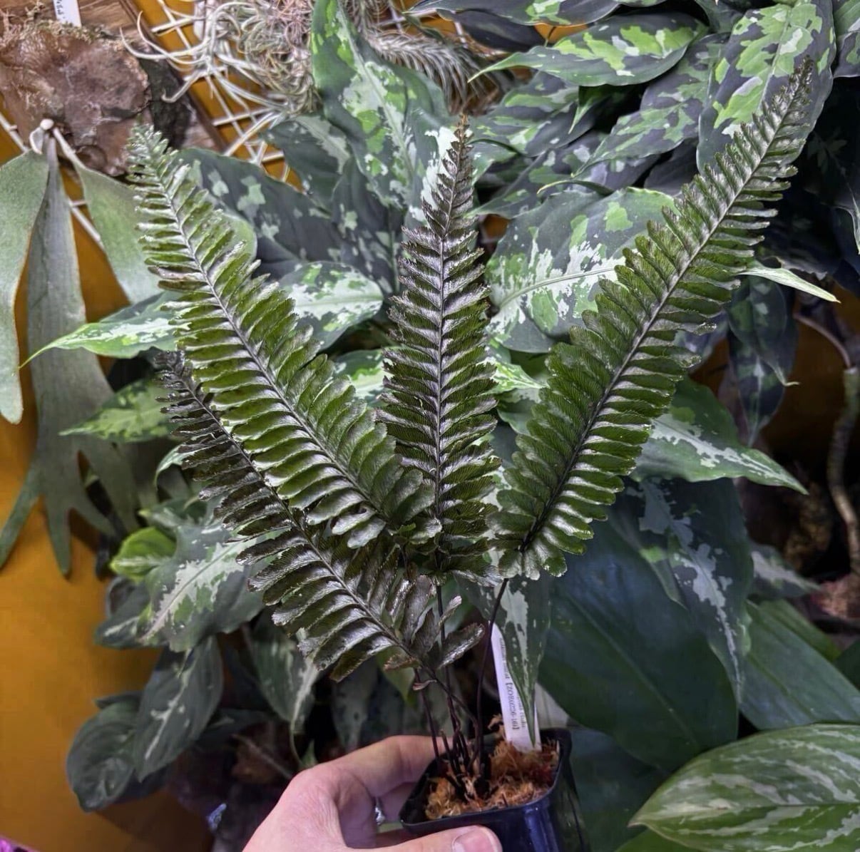Scindapsus pictus 氷月　スキンダプサス　ピクタス　トリカラー Scindapsus pictus '氷月' Kalimantan【ZOE1025-2b】スキンダプサス