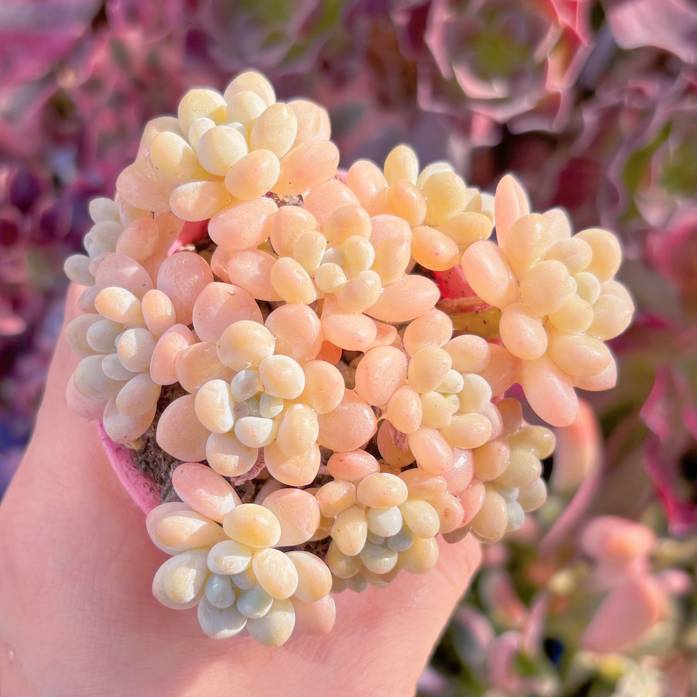 現品　ストロベリーミルク#017　群生　るる農園