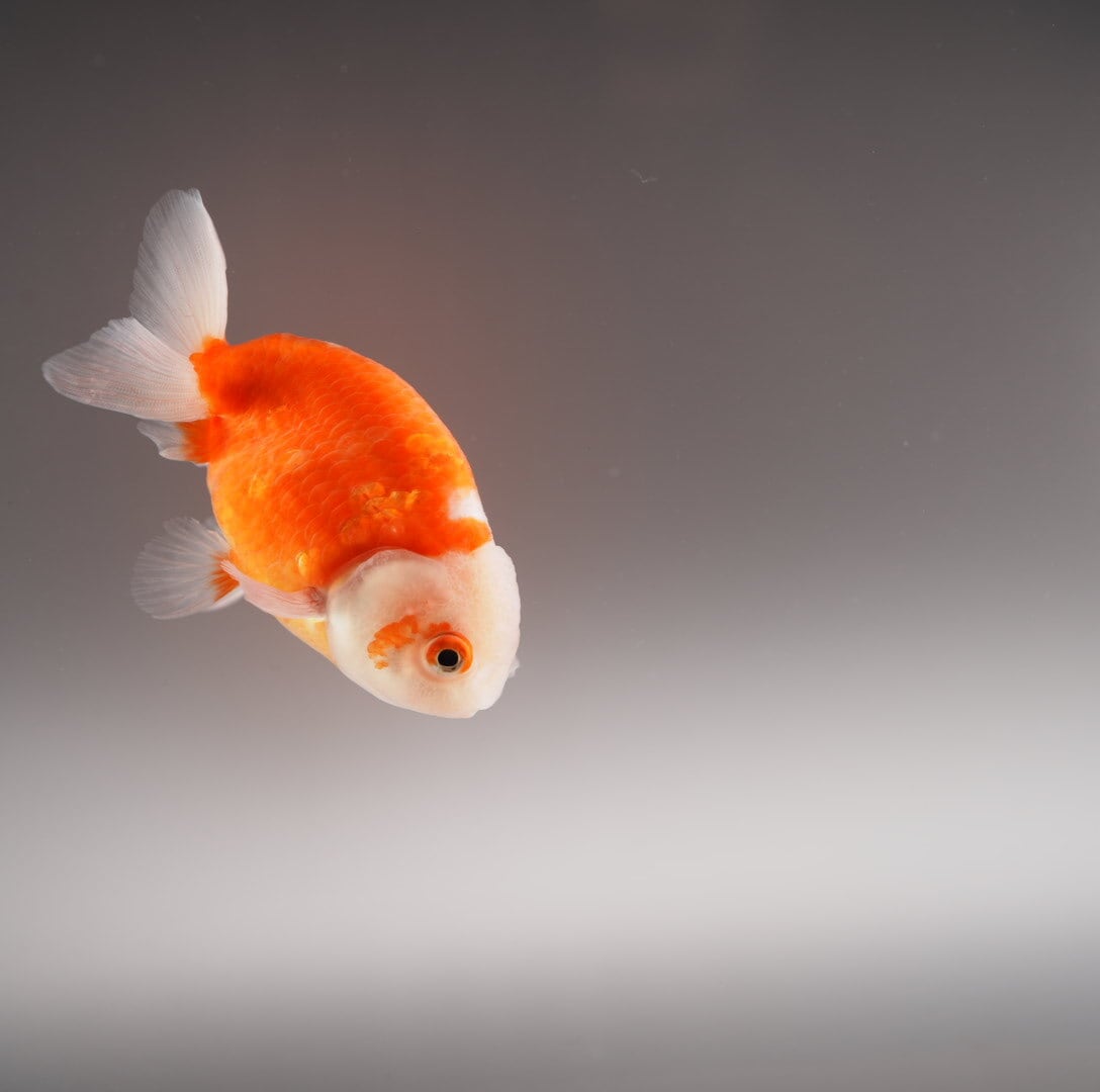 サンプル　光るキーホルダー　金桜金魚　桜イルミネーション サンプル 光るキーホルダー 金桜金魚 桜イルミネーション