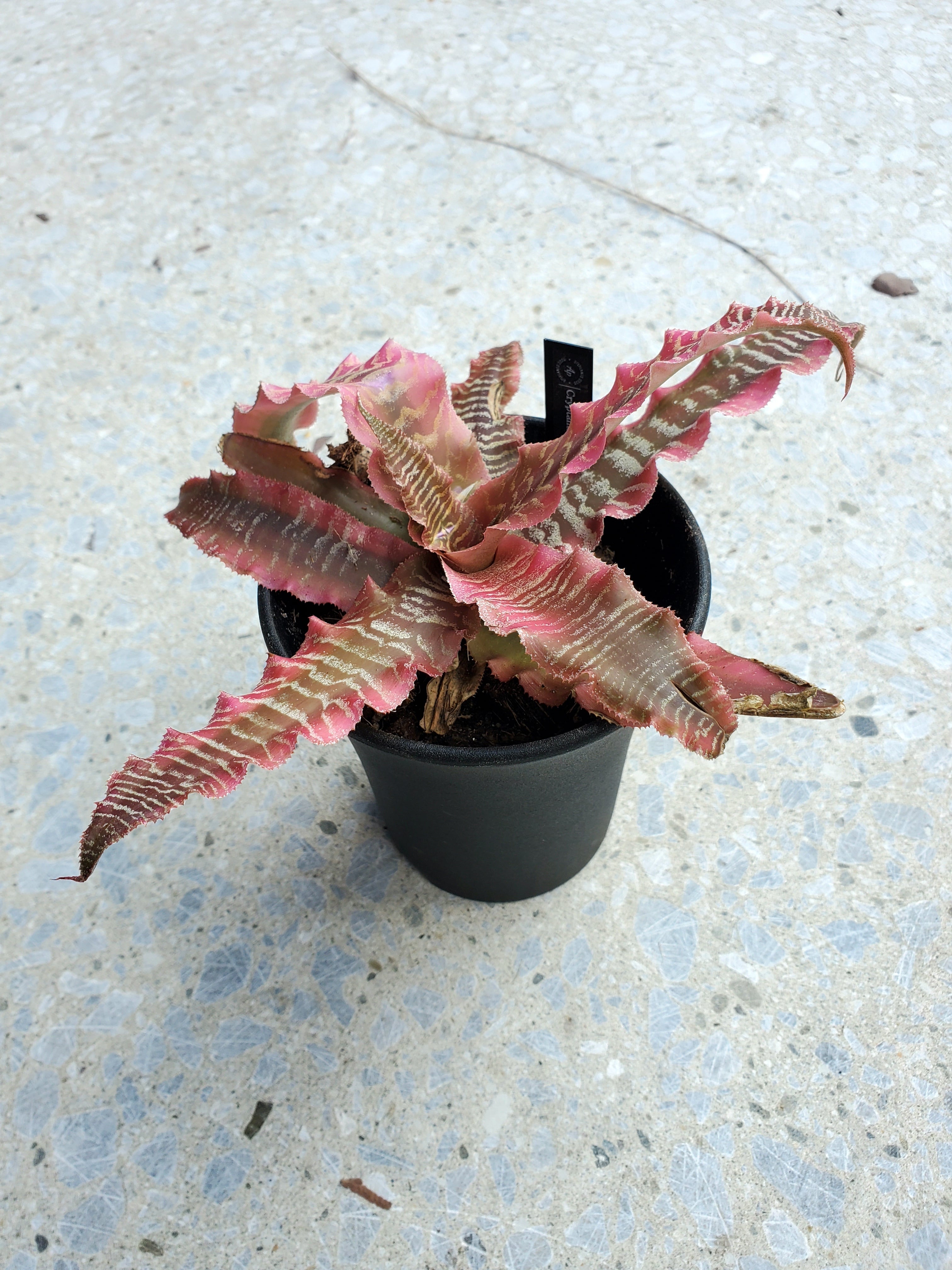 Cryptanthus fosterianus Elaine 【artPLANTs】クリプタンサス