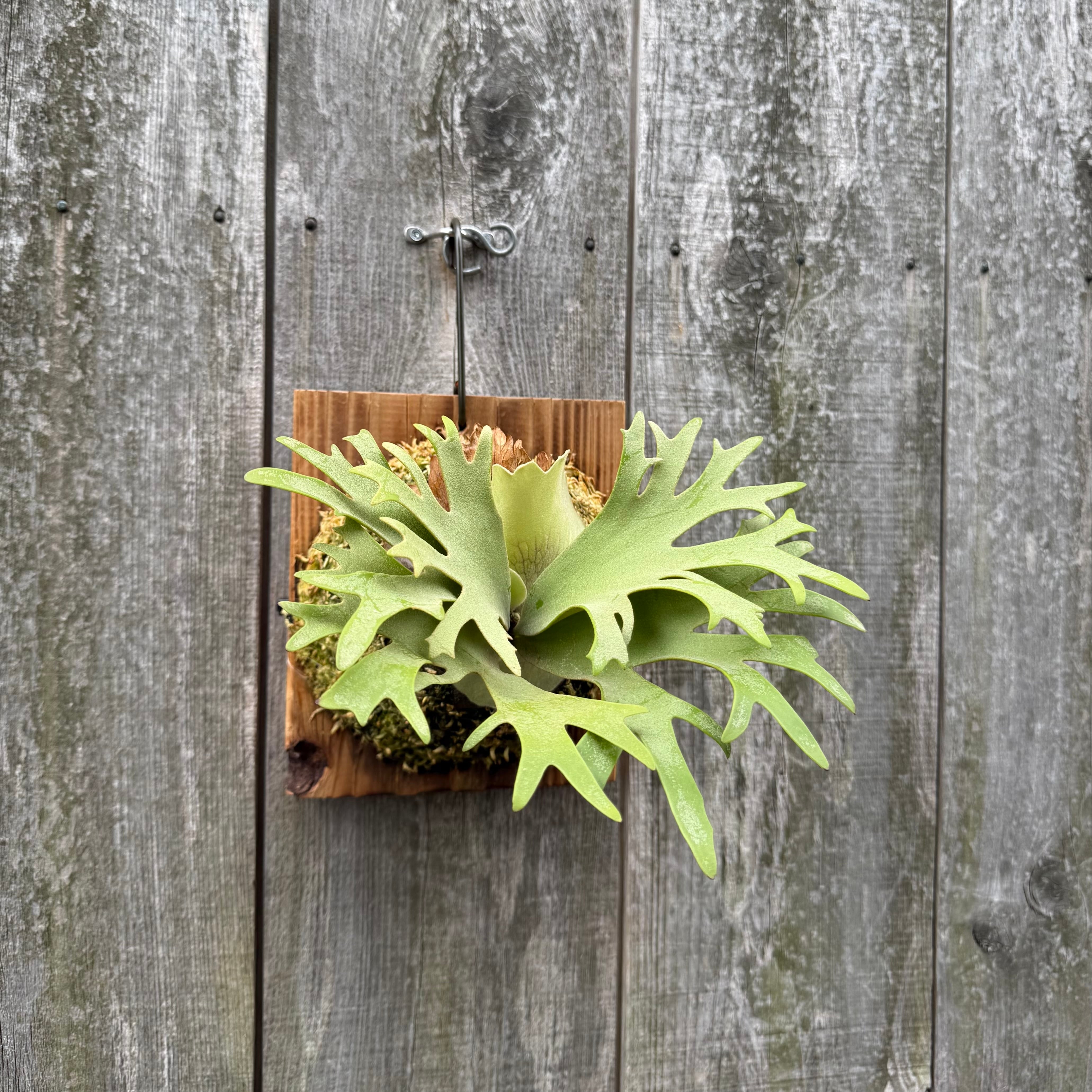 P. willinckii O.M.G sporeling “WASABI” | naturefix