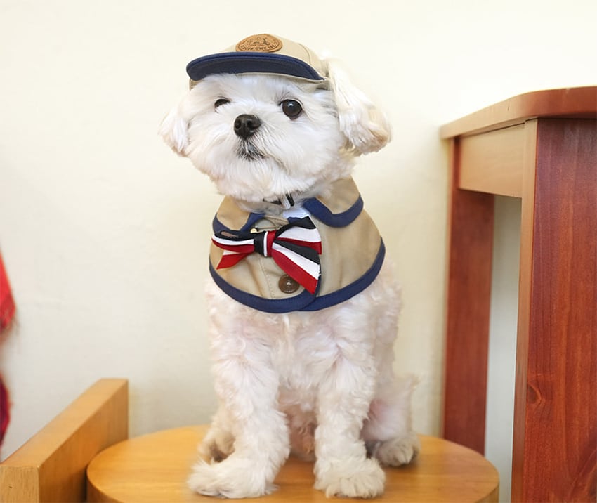 trench cape ball cap set / 犬用 帽子 ケープ バンダナ スカーフ
