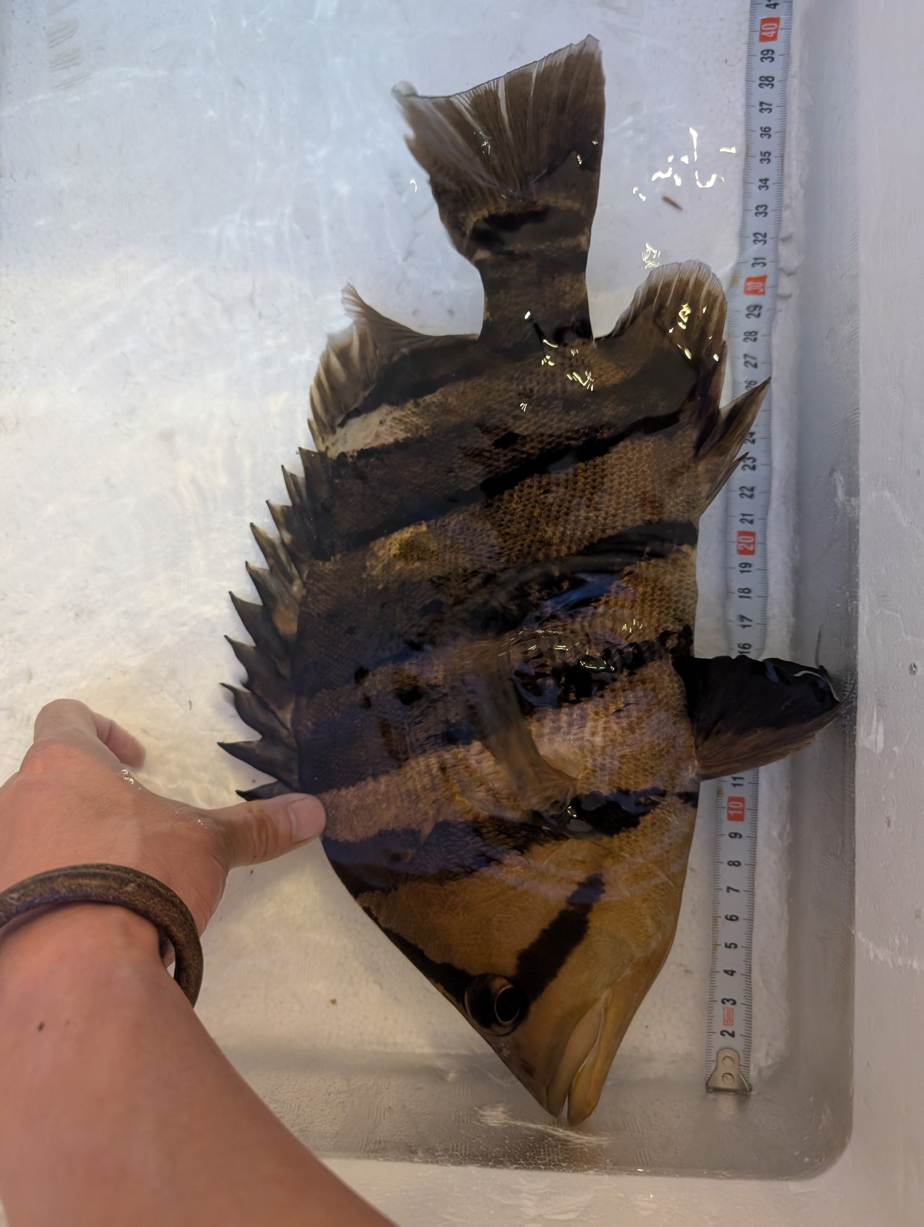 ダトニオプラスワン③ ±36cm | アロワナ等の大型魚・熱帯魚の