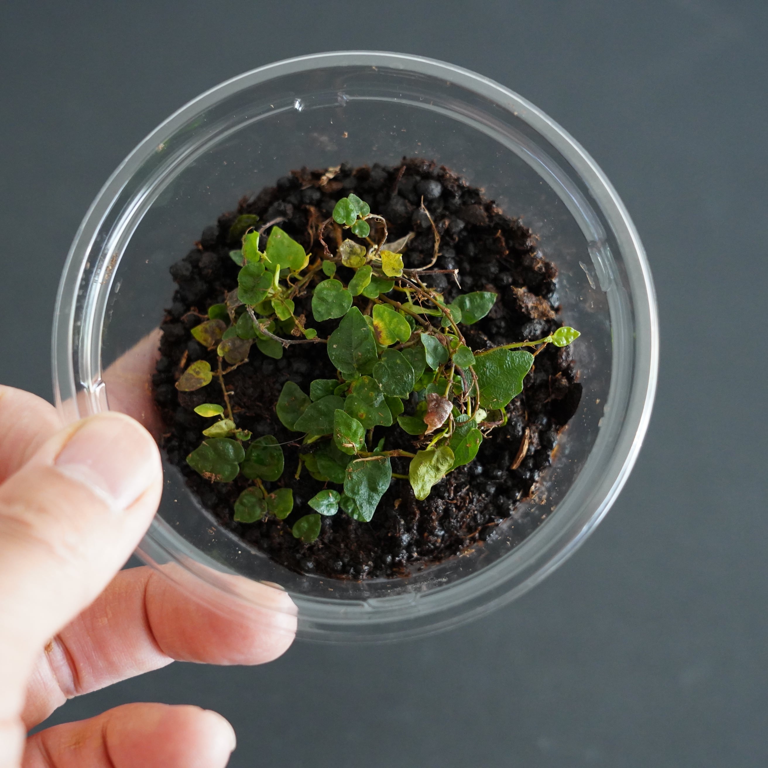 フィカス プミラ“ミニマ” Ficus pumila var. minima｜苔テラリウム作製