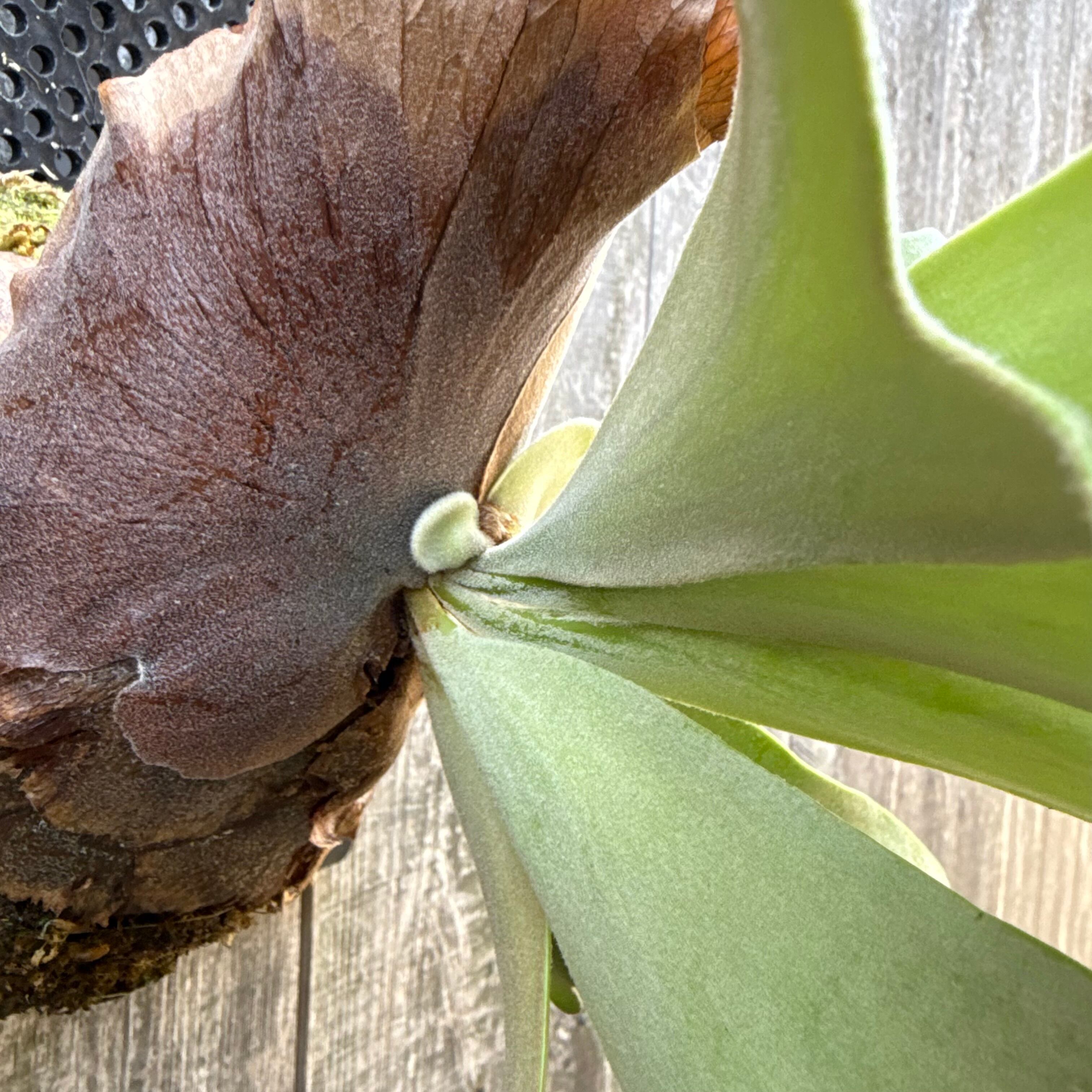 P. willinckii cv. Aplus sporelings select | naturefix