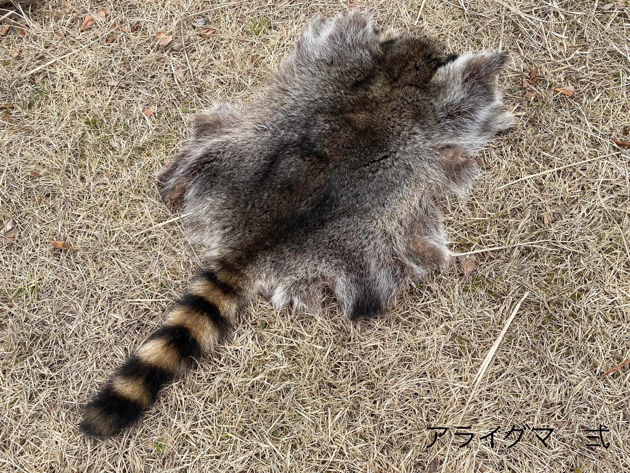 アライグマ毛皮 【製法】ピットタンニン鞣し | 【Bushcraft komorebi】