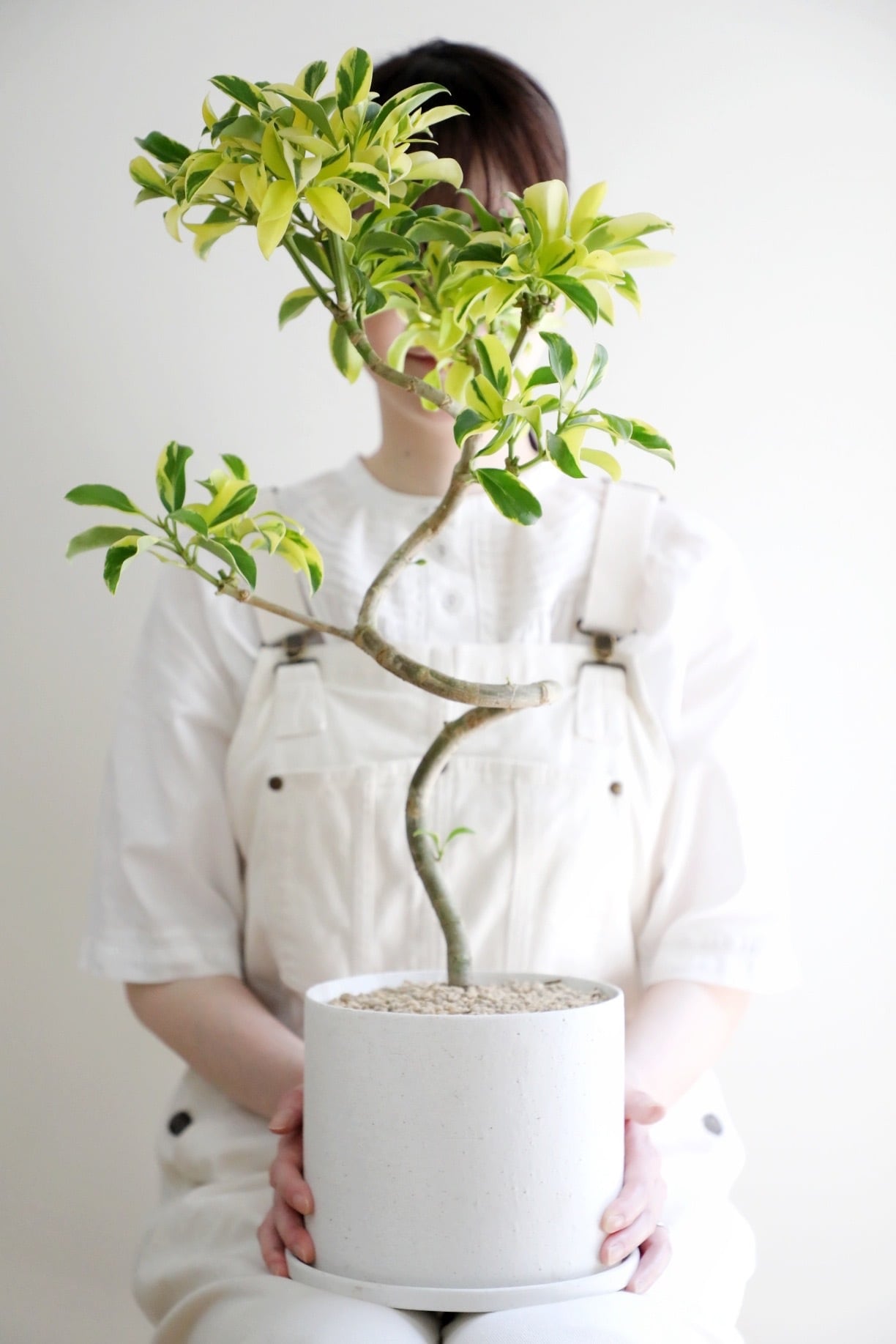 M】ファグラエア バリエガータ/ Schefflera | 【厳選植物・器】MIDORI