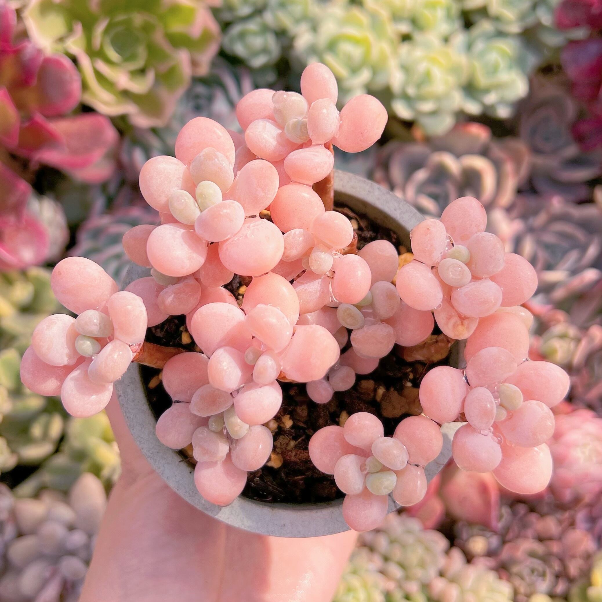 現物　シャボン玉#1113  last one　るる農園