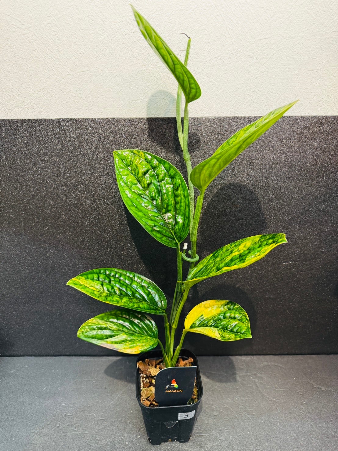 モンステラ・エスケレート 4号 | 観葉植物と雑貨のお店 VIVAGREEN