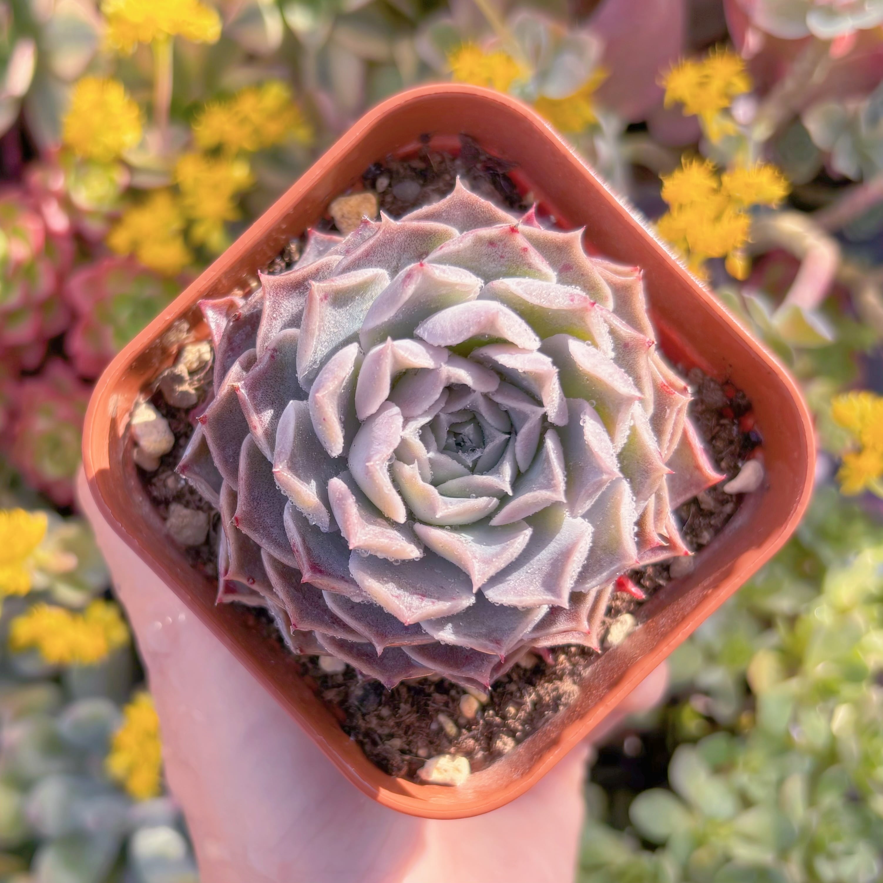 現品　ヘレナ#K029　るる農園