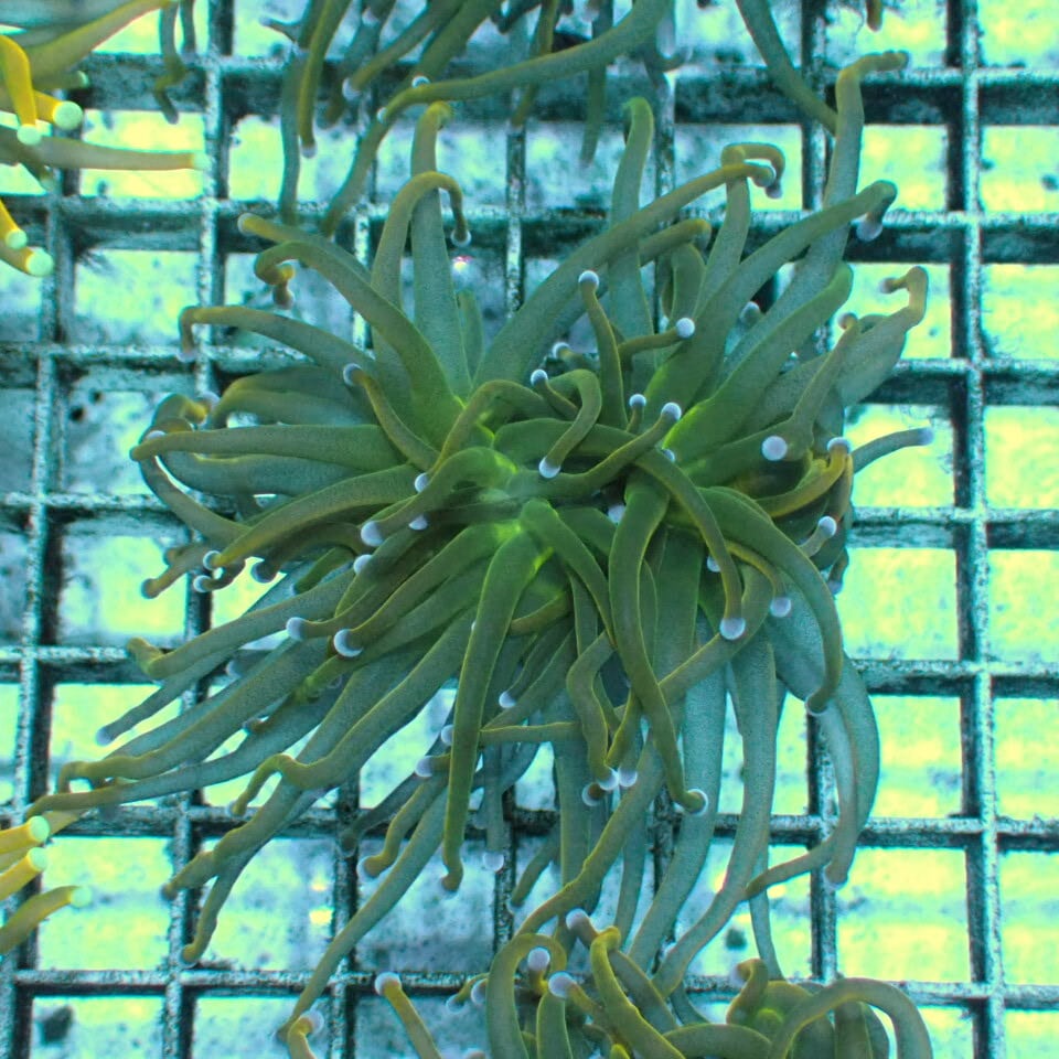 t775 ハナサンゴ gold Torch トーチコーラル | HOUSE REEF(ハウス