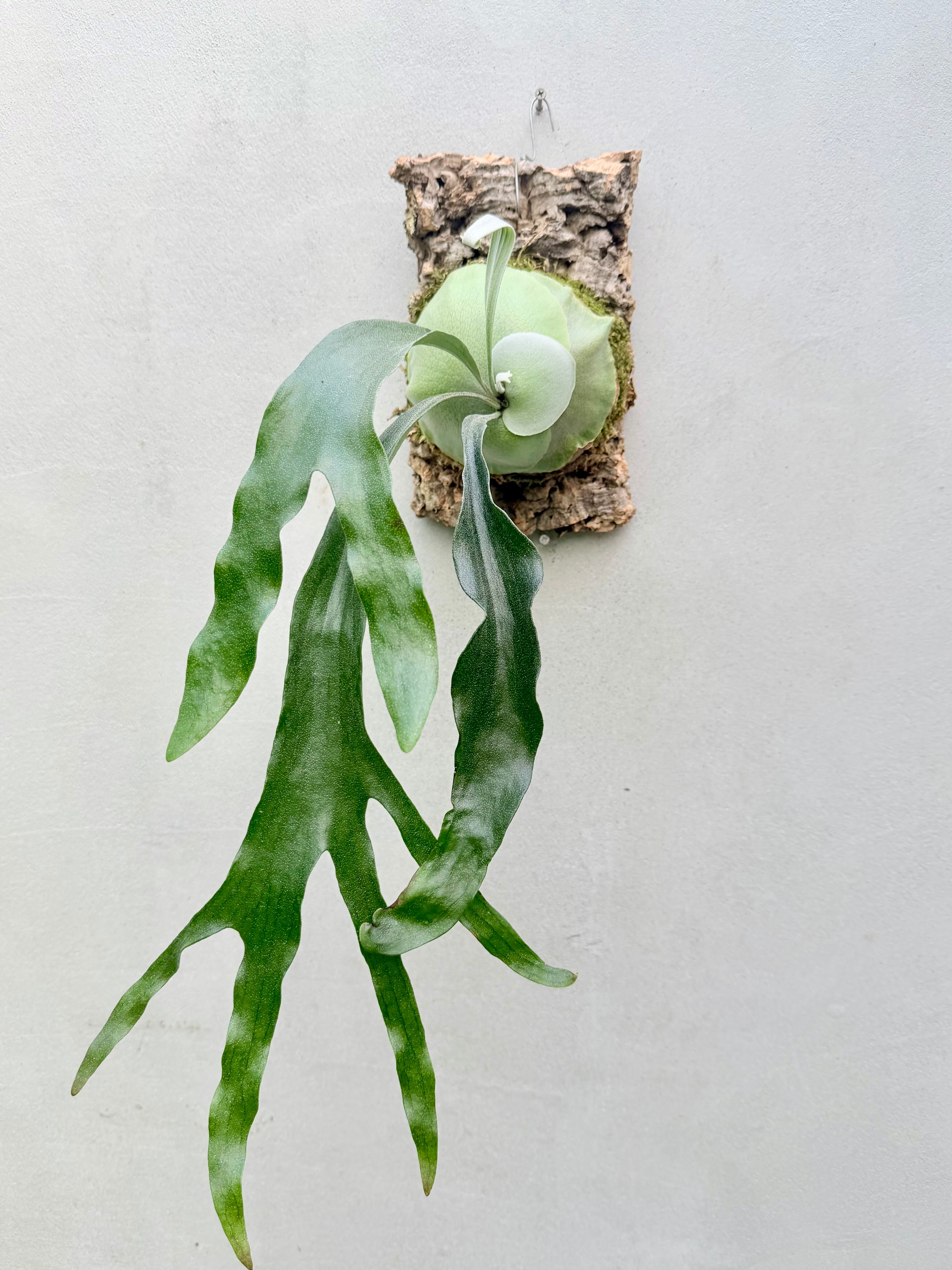 P. coronarium 'Wai Wai' ビカクシダ コロナリウム 'ワイワイ