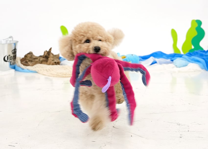 stretch octopus toy 2color /  ノーズワーク ペット 犬 おもちゃ 知育玩具 おやつ隠し 可愛い わんちゃん ストレス解消 音が鳴る toy カシャカシャ toy10