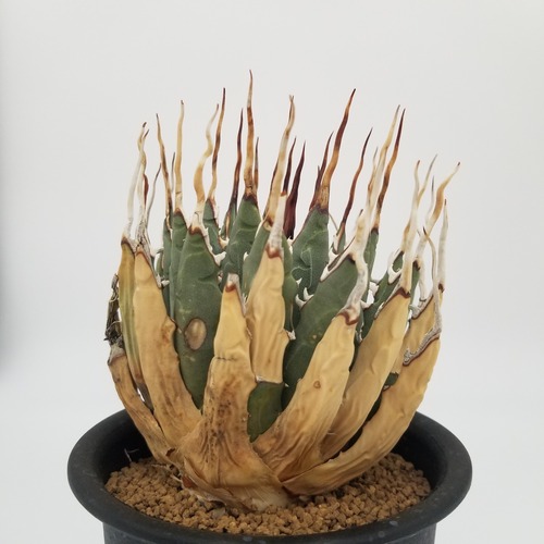 Agave uthaensis v.nevadensis