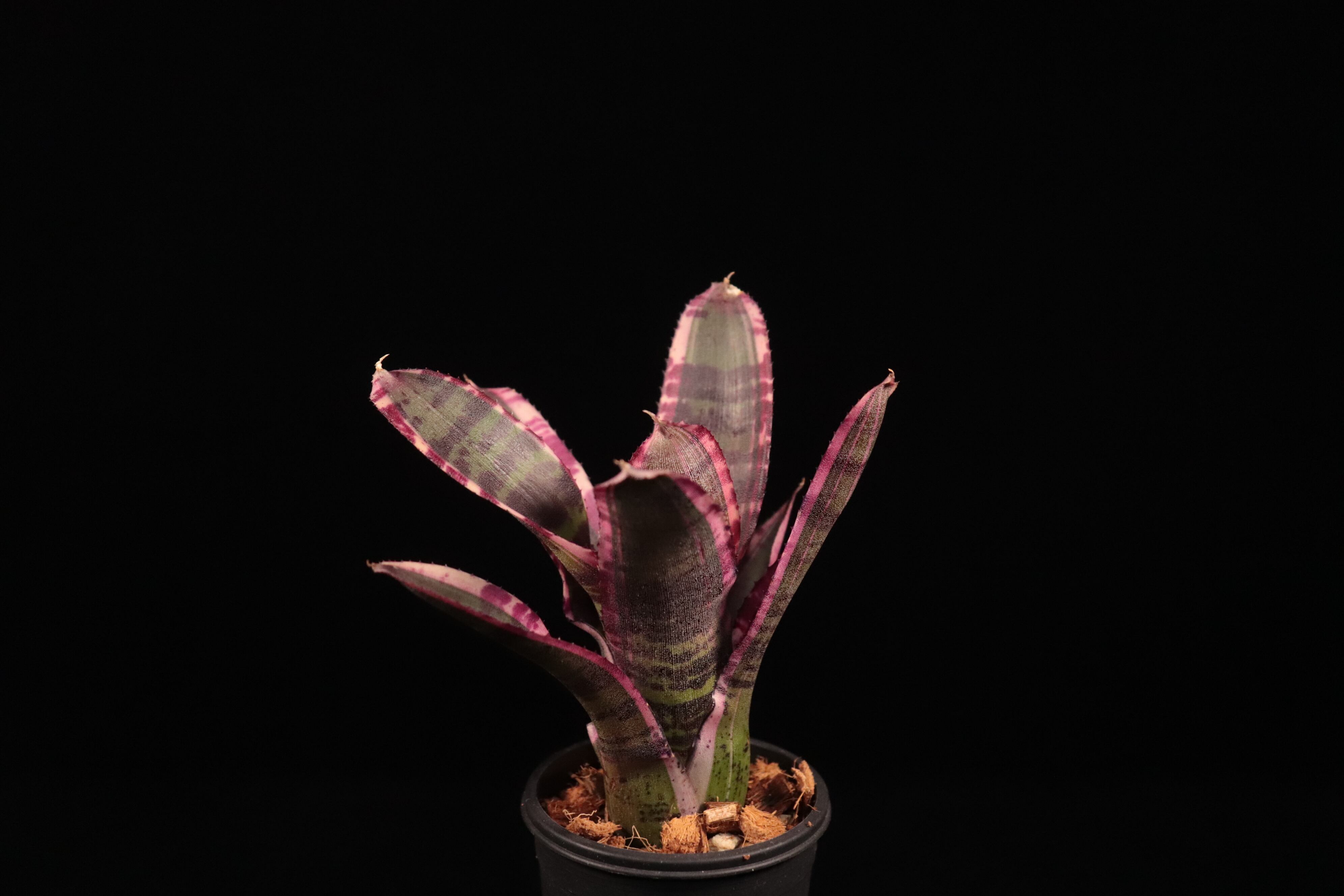 a30e65fbf768191d4a9c45d9c32fa6