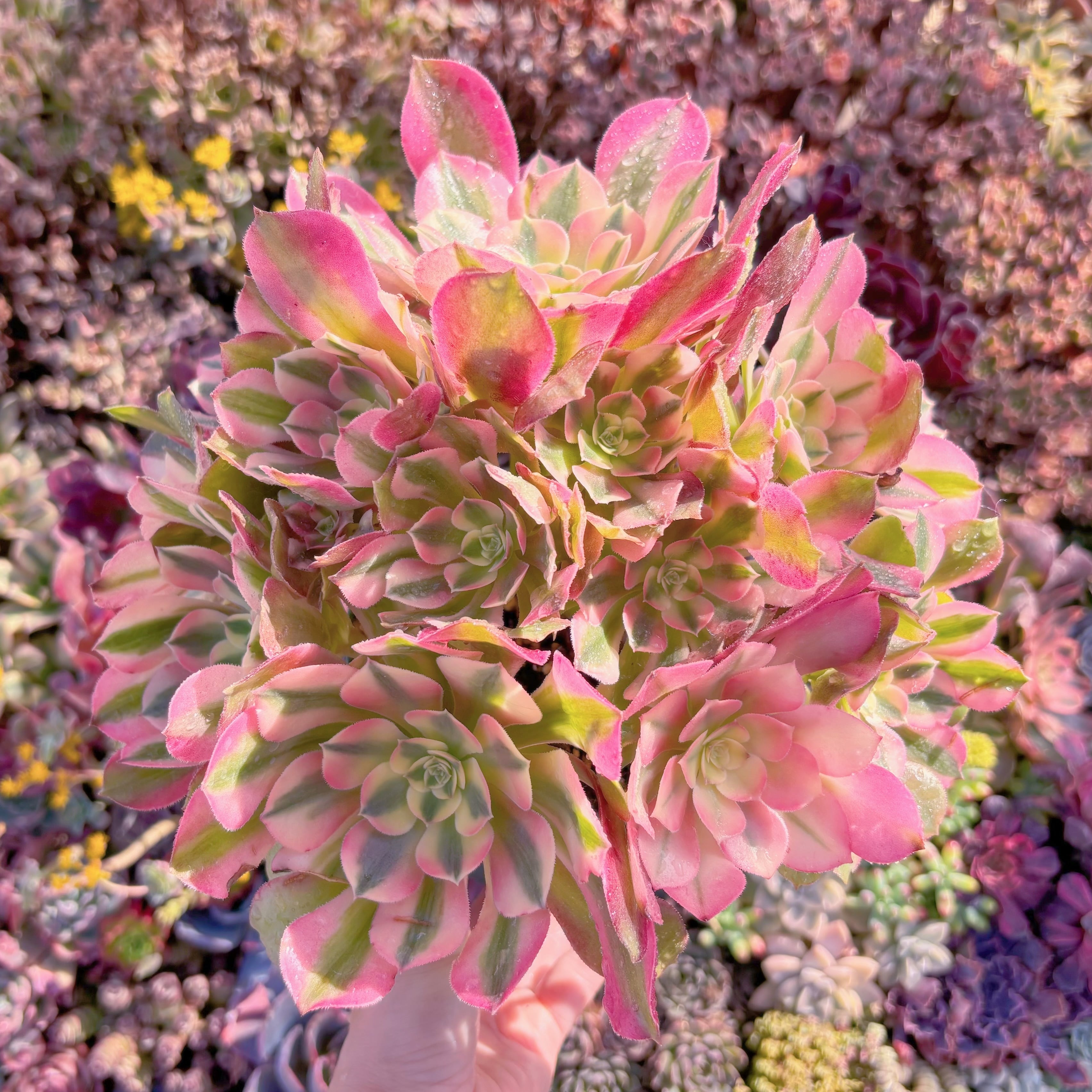 現品　アフラダイティ変異#M252　特大群生　るる農園