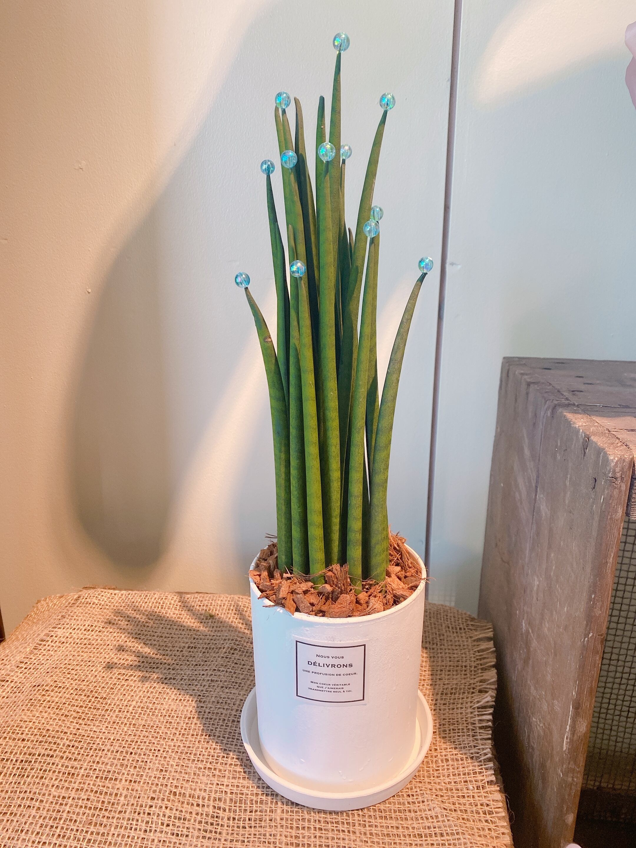 再入荷。サンスベリア 「バキュラリス」トールサイズ 水色ビーズ