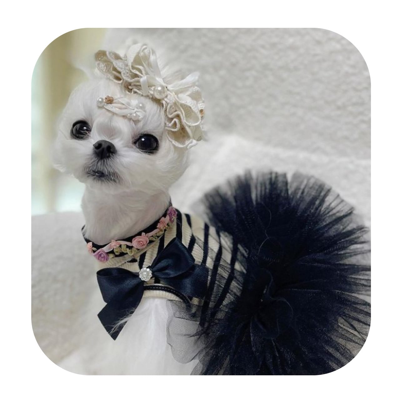 diamant*no.06 디아멍 ティアラリボン*(_______diamant 犬 diamant*no.06 디아멍 ティアラリボン*(_______diamant 犬