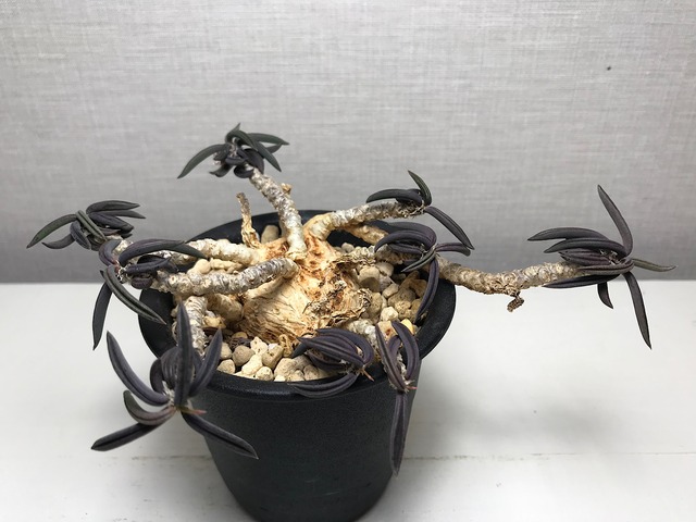 ユーフォルビア ワリンギアエ