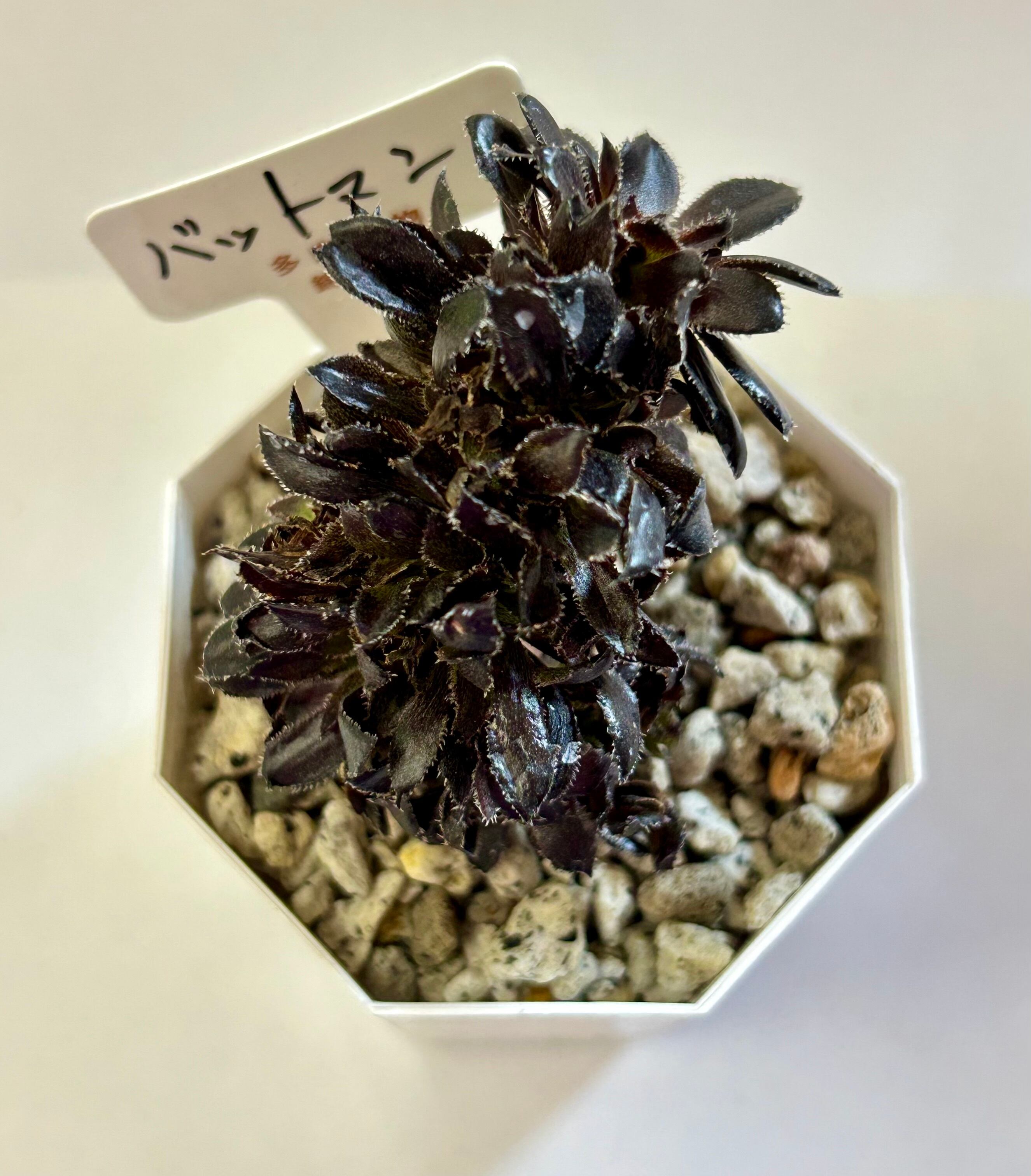 GREEN JAM foliageplant