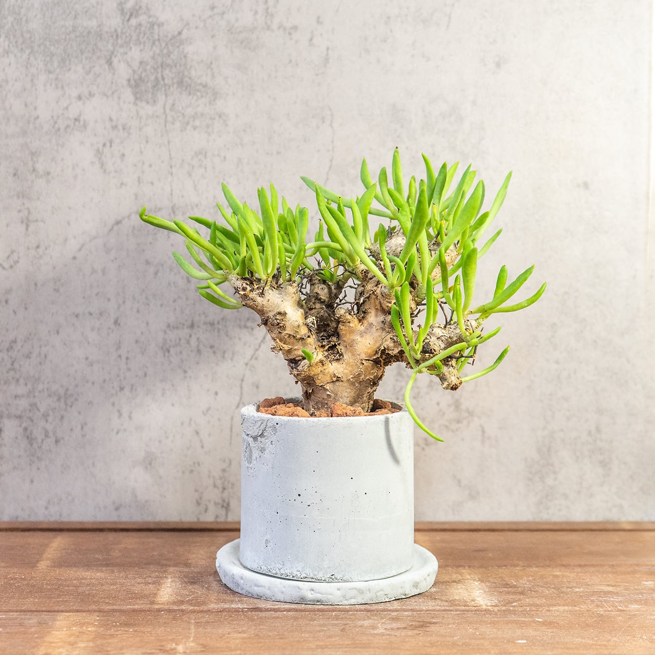 万物想 チレコドン・レティキュラーツス 塊根植物 コーデックス 乾きやすい用土を使用 根腐れ防止 育成初心者にもおすすめの1株|虫発生抑制