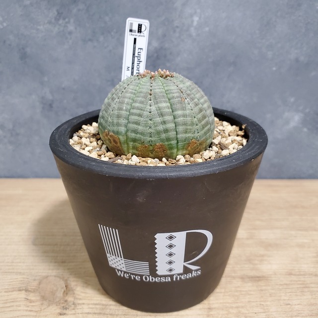 【ノーマル】Euphorbia obesa ユーフォルビア オベサ