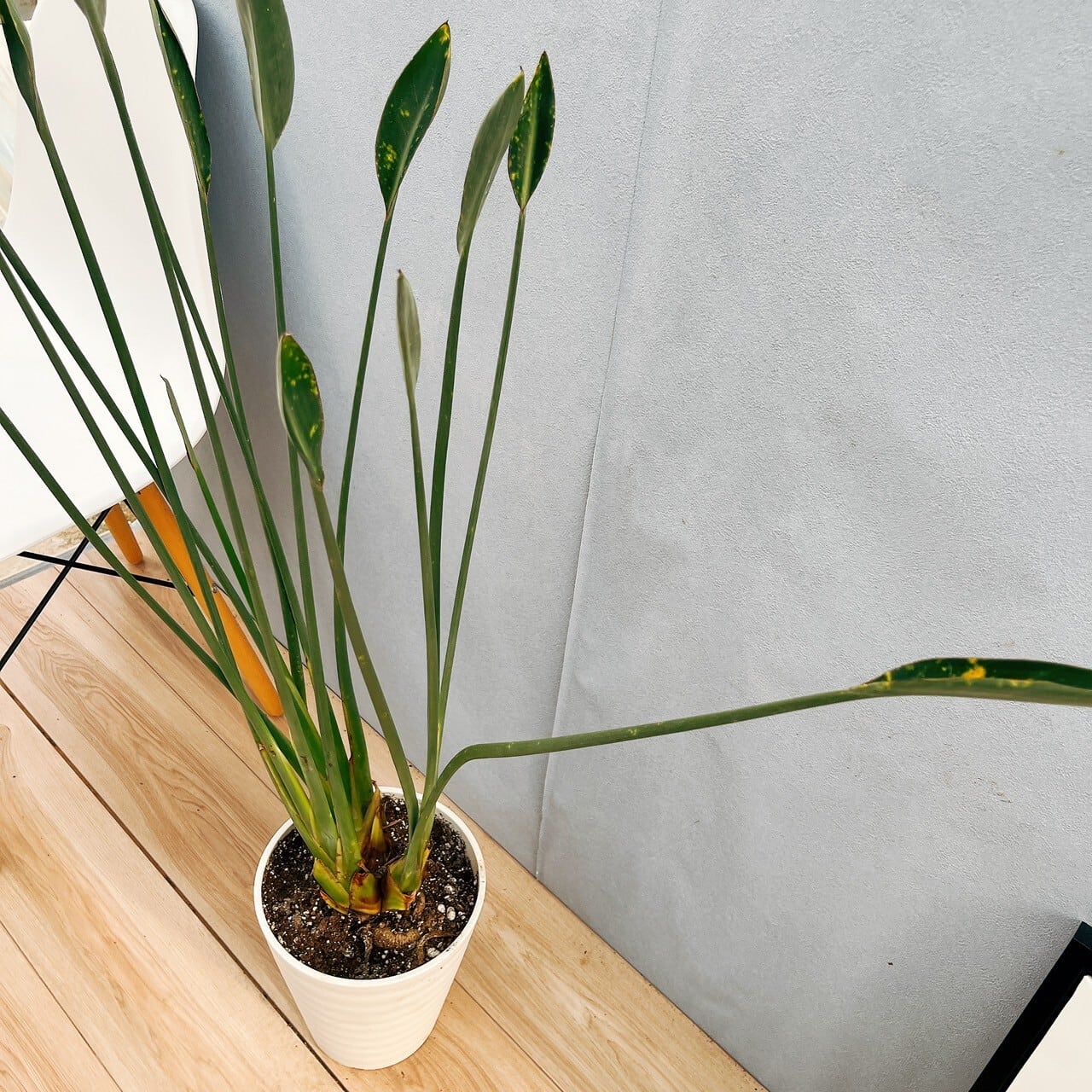 現品］【希少】10番ストレリチアノンリーフ根上がり観葉植物大型室内