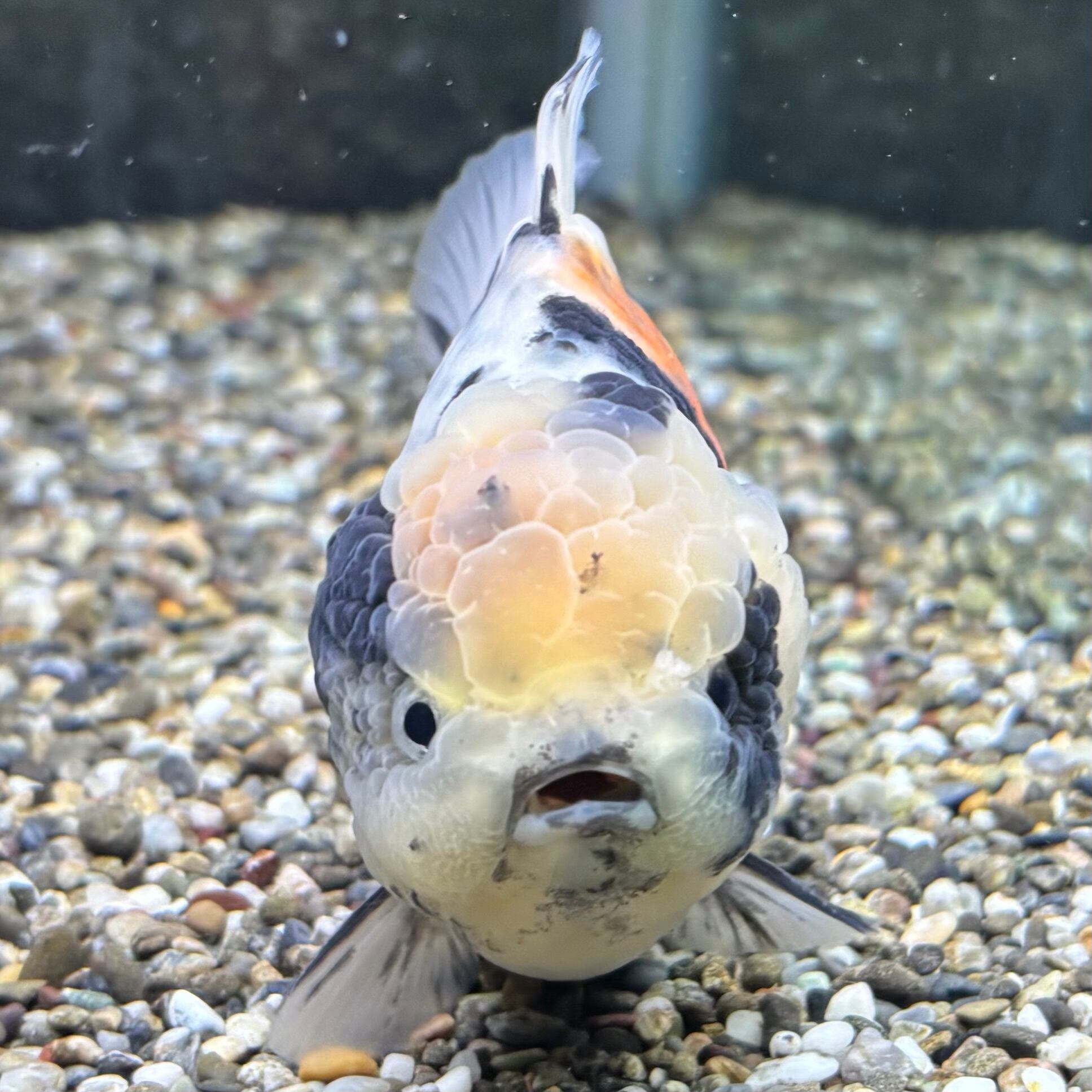 オランダの瓶　① オランダの瓶 ①