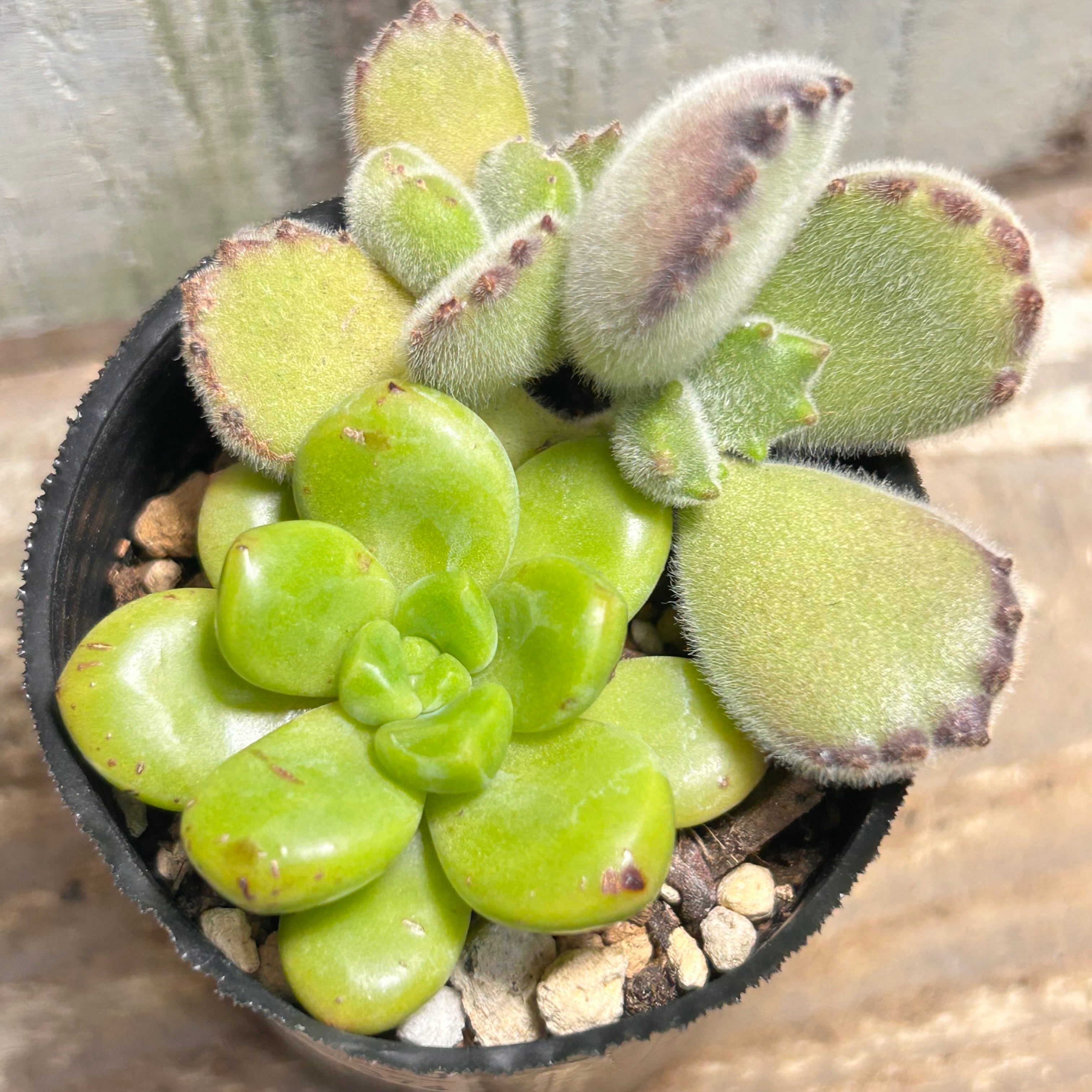 姫秀麗錦 限定1点 | RuPo 多肉植物専門店
