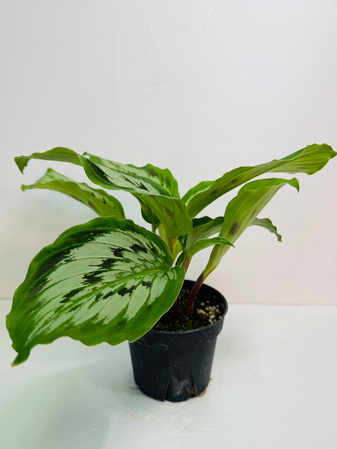 観葉植物と雑貨のお店 VIVAGREEN