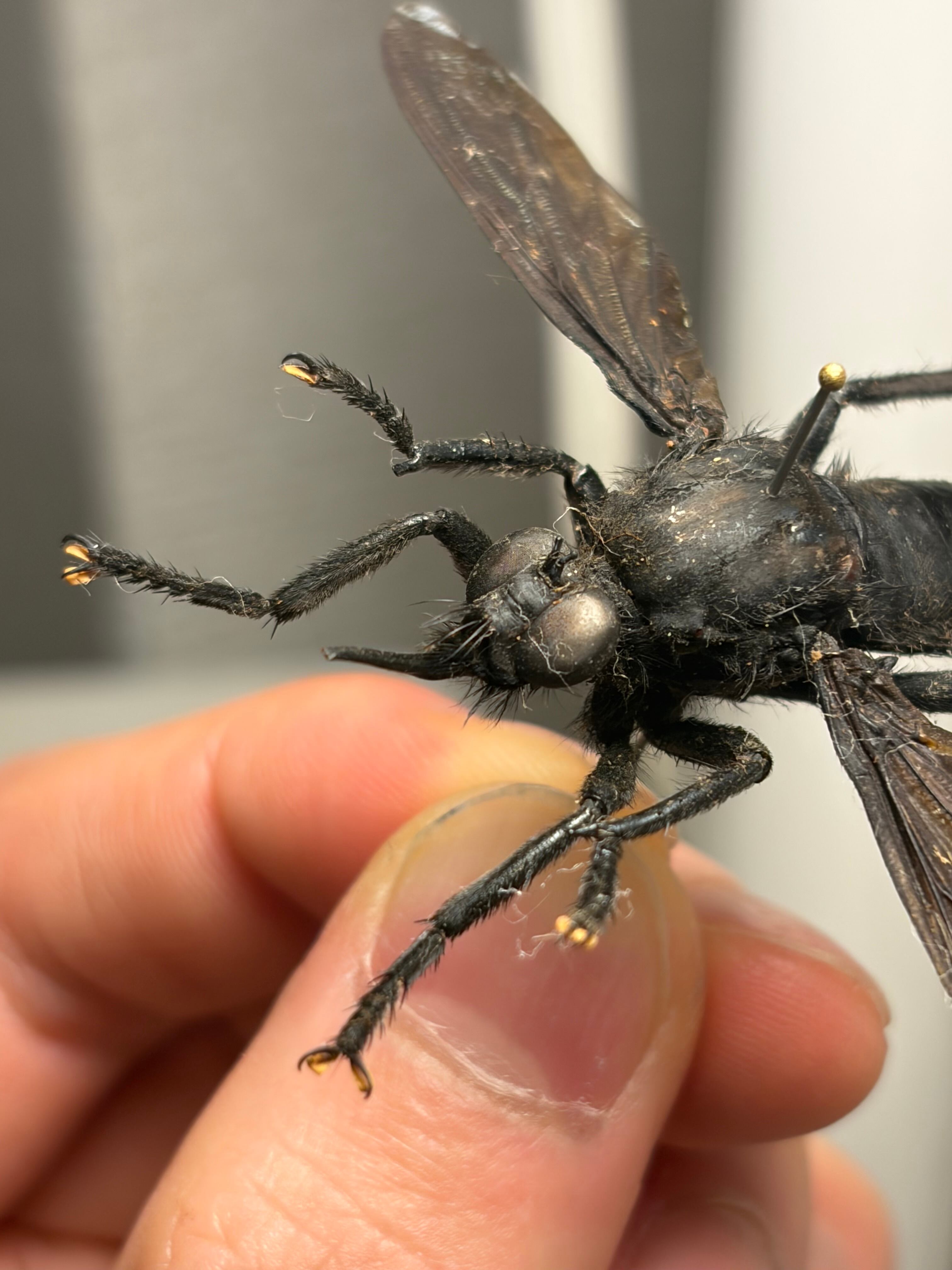 蠅最大級】ベルゼバブのようなムシヒキアブ科の一種 標本 メガララ