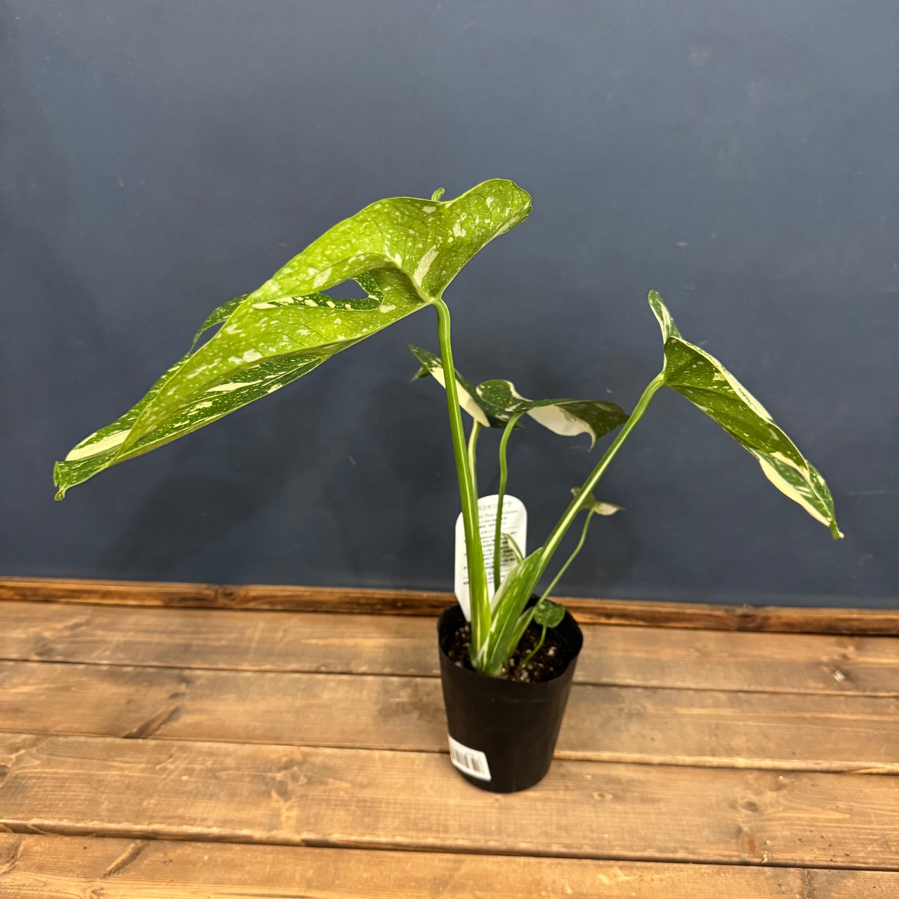 モンステラ タイコンステレーション【359】