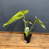 モンステラ タイコンステレーション【359】