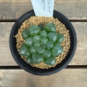 ハオルチア オブツーサ トゥルンカータ【754】