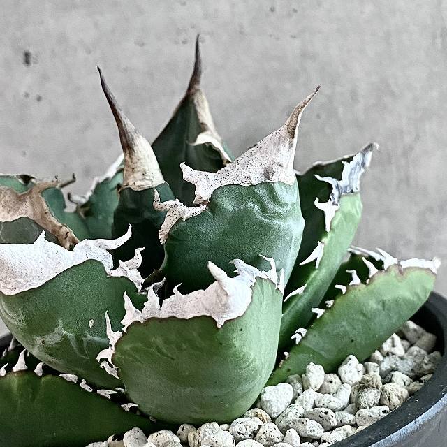 agave titanota white fire/アガベ チタノタ  ホワイトファイヤー【観葉植物】【多肉植物】【インテリア】【鉢込み発送】【発根済】【美株】