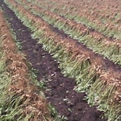 蜜入りふくよか 《千葉県産》 200g