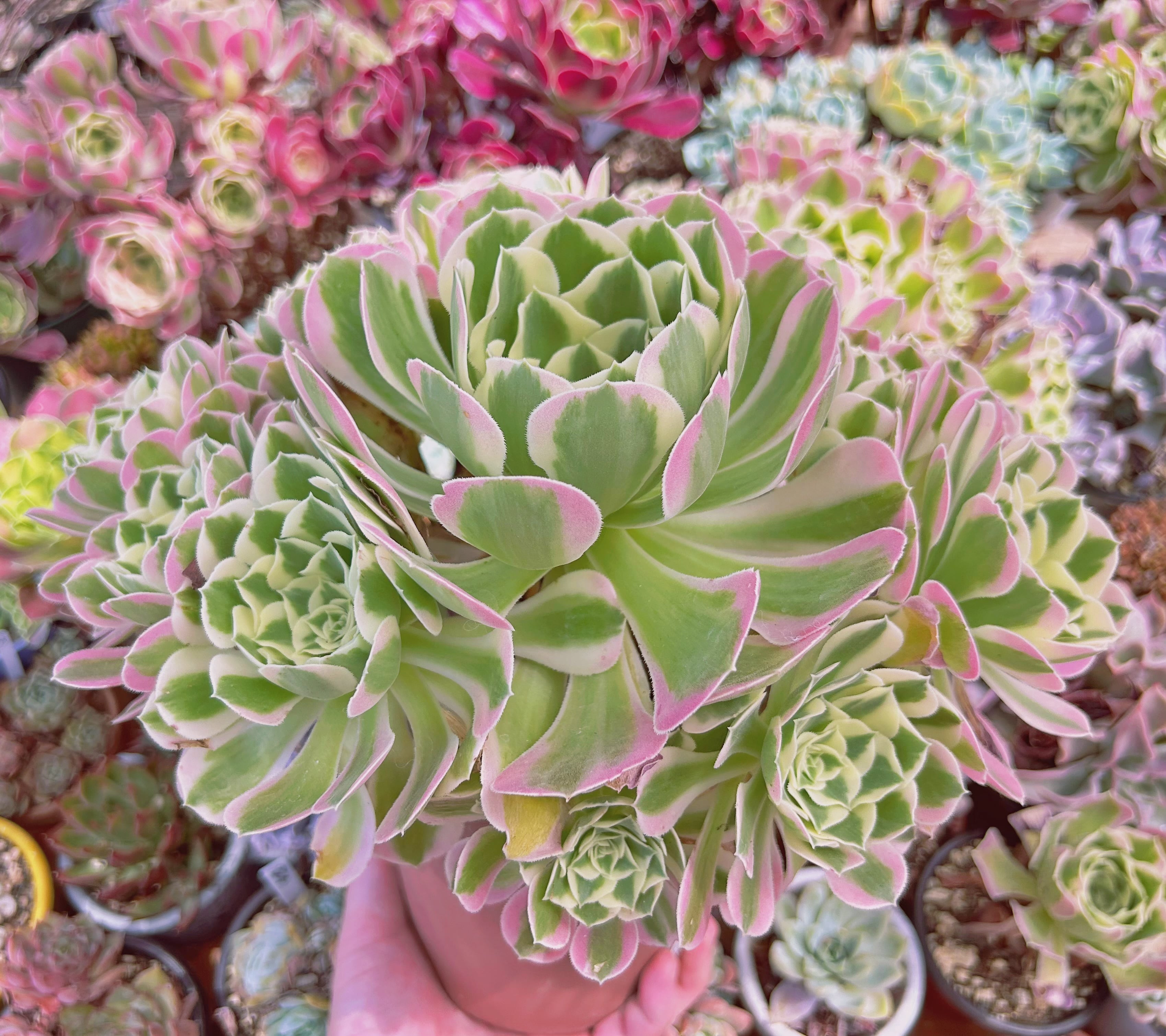 現物 多肉植物 Aeonium 白鳳錦 特特大 抜き苗 | るる農園~多肉植物専門