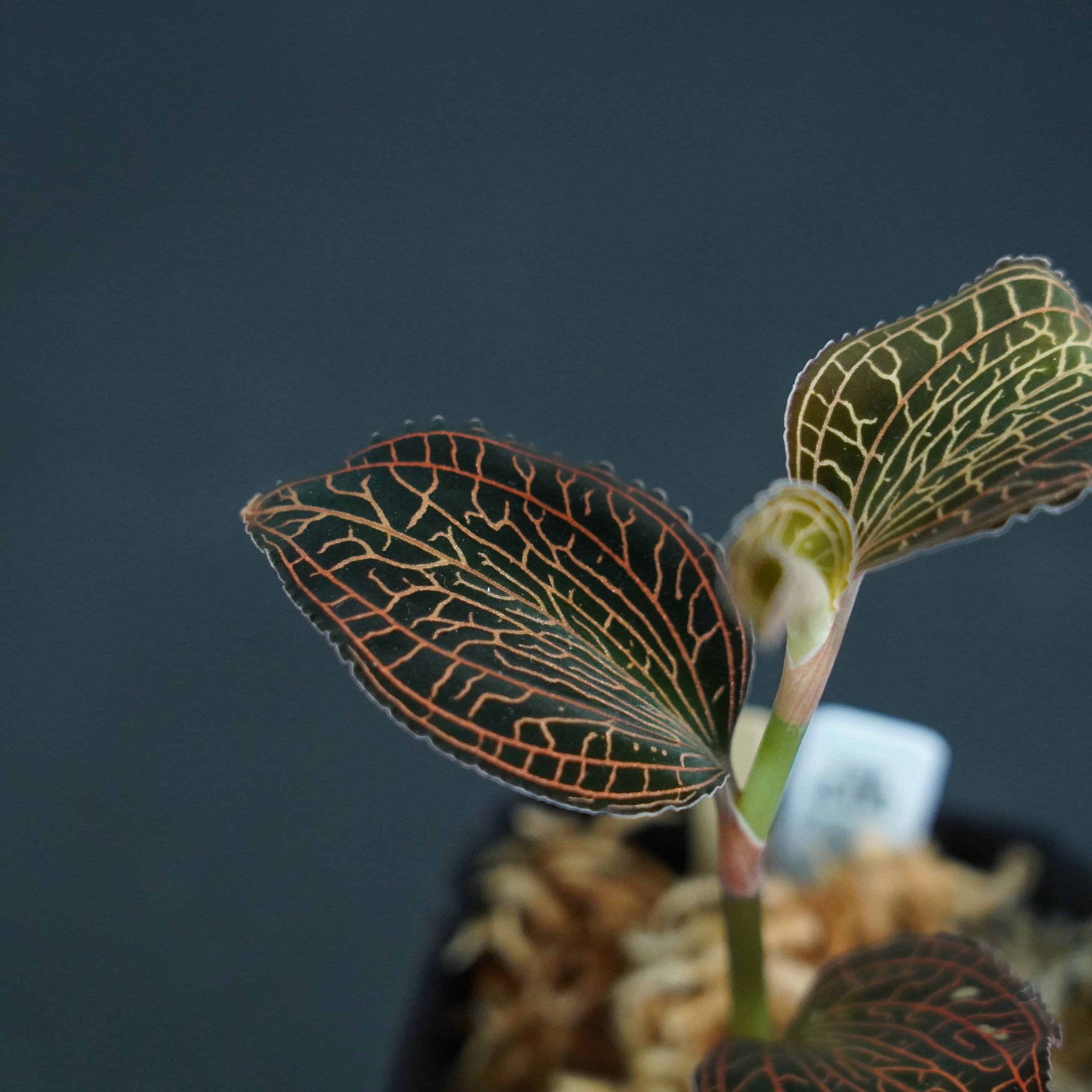 ◆現品◆アネクトキルス アルボリネアタス ’Lady's Best Friend’【ジュエルオーキッド宝石蘭/TheGAKI】#602