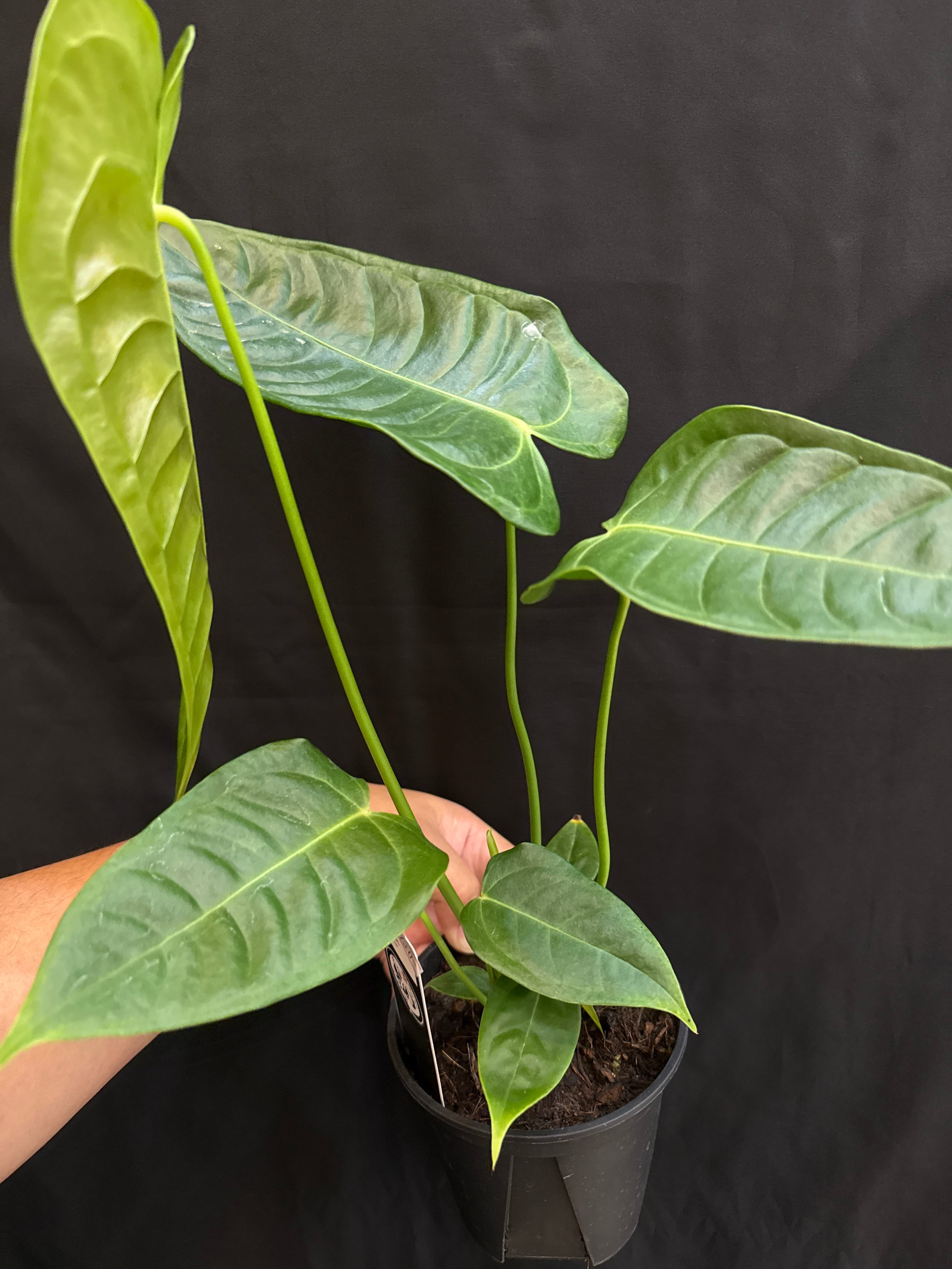 特価】アンスリウム ベイチー | Gardenえん 【観葉熱帯植物】