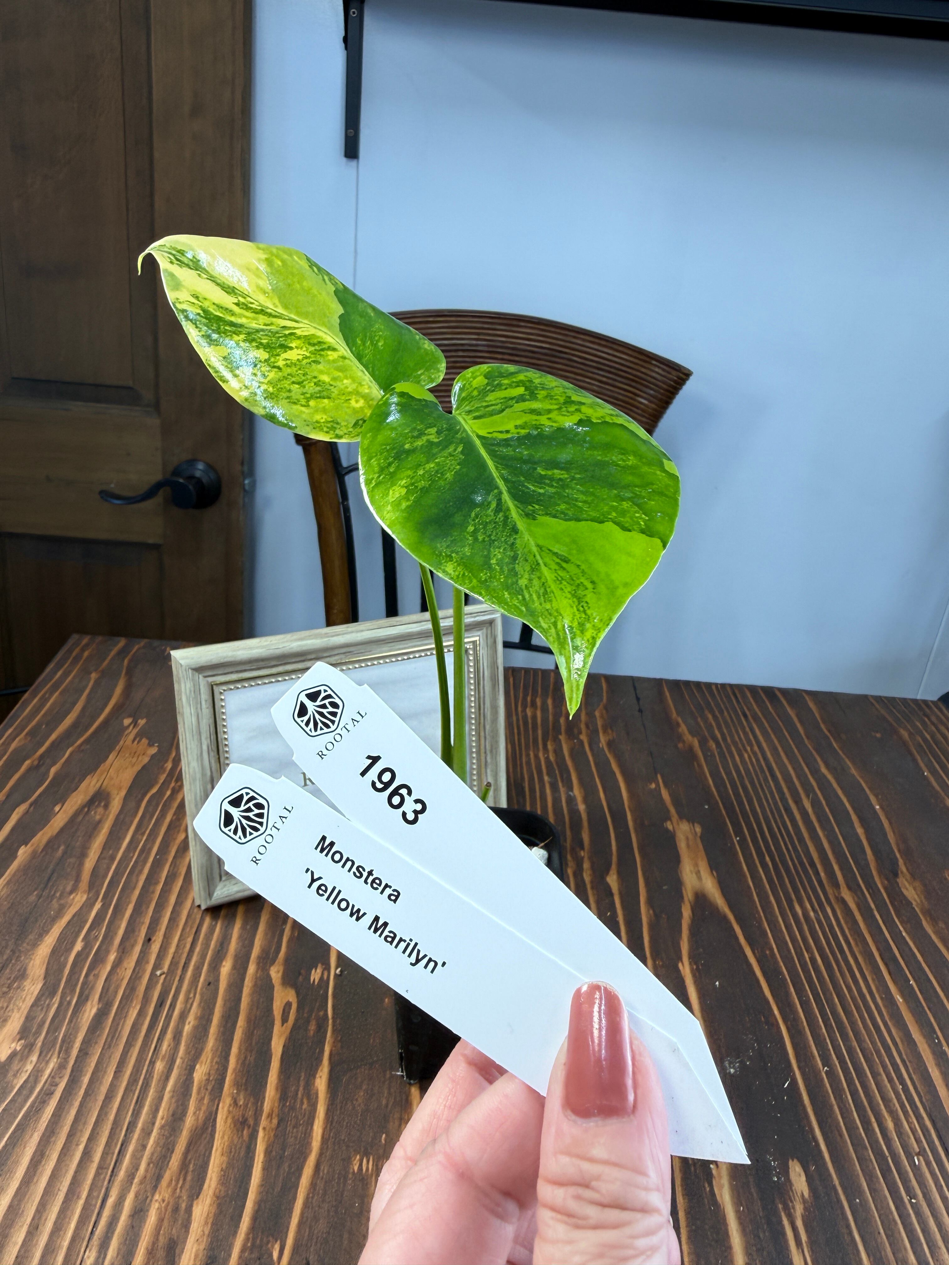 ★1963【超破格】モンステラ デリシオーサイエローマリリン 若苗(2.5号ロング硬質ポット)