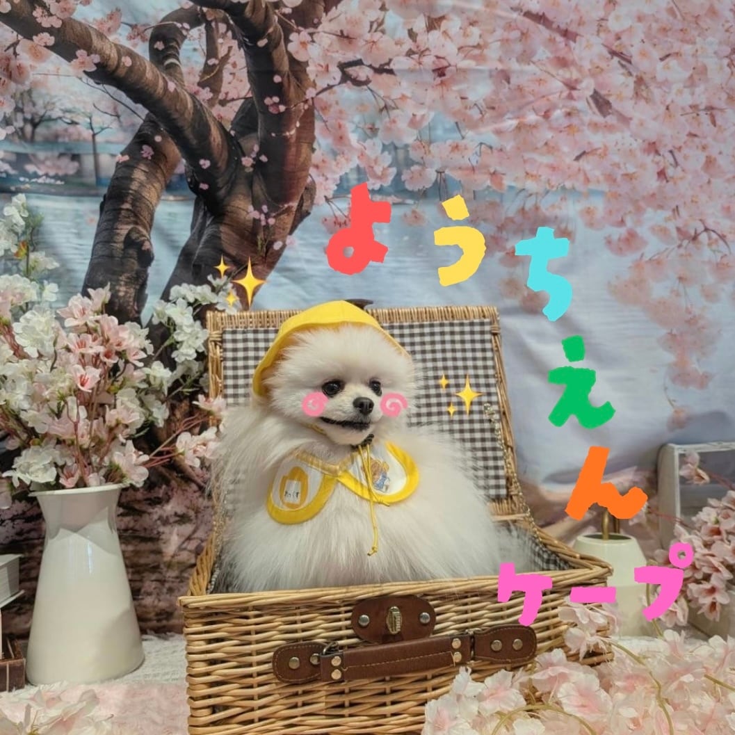 誕生日ケープ 発送される商品：M（首周り／20cm）】 おめかし3wayケープ 誕生日 つけ