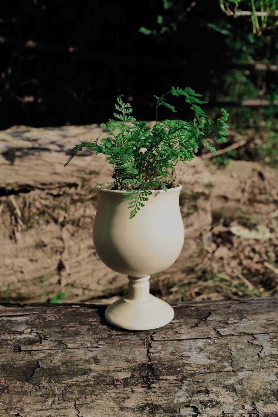Arbor Aroma Candle | Arbor