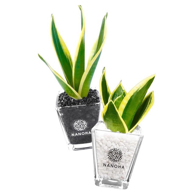 【お得な２点セット】  サンスベリア 白砂利・黒砂利（四角容器）