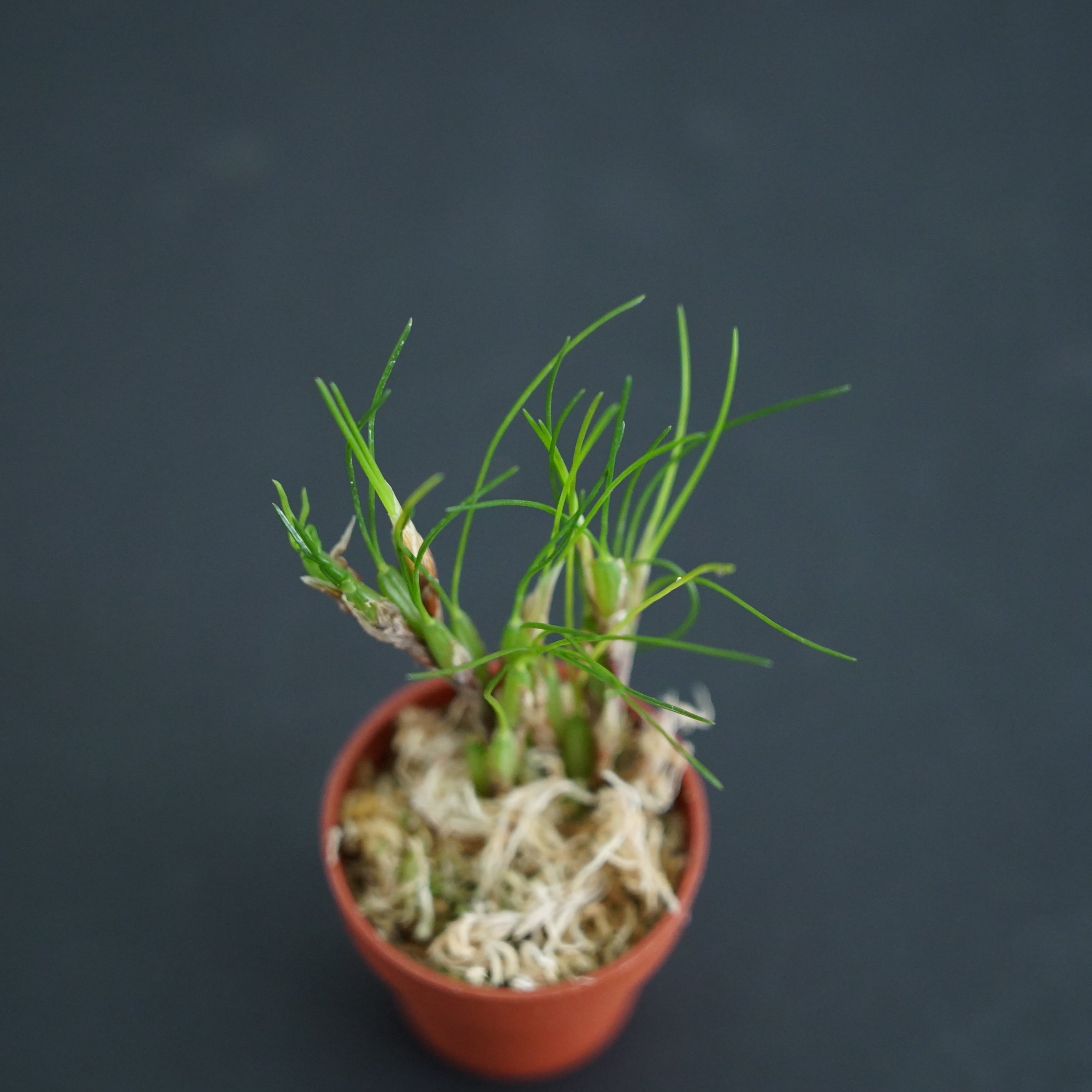 マキシラリア ネオウェディ Max.neowiedii【着生ラン】テラリウム・着