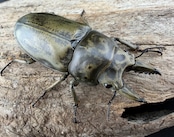 【WF1】《モーレンカンプオウゴンオニ 51.5mm ペア》