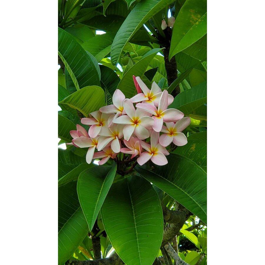 プルメリア 実生苗 12 15cmポット 熱帯花木 宮古グリーンセンター