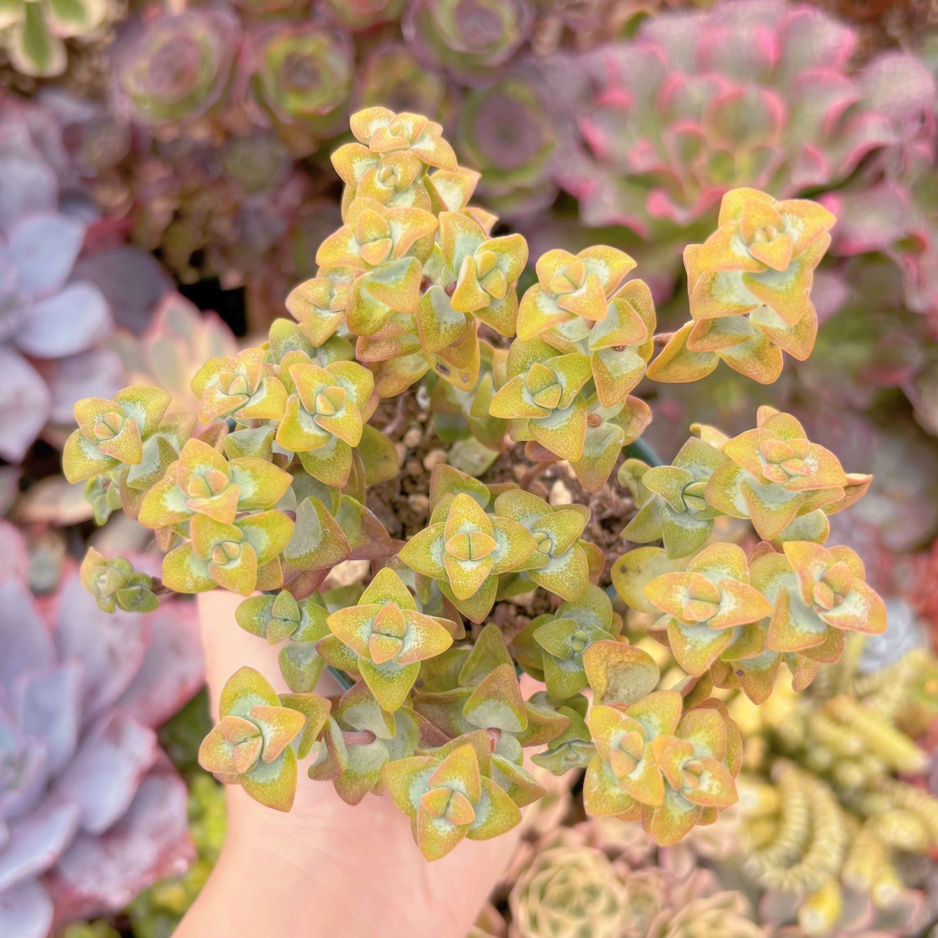 現品　ラブハート#678　るる農園