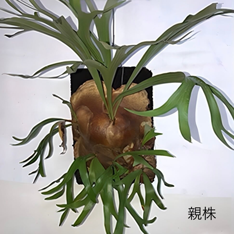 ビカクシダ P. alcicorne (Africa)【256】 | PROTOLEAF プロトリーフ