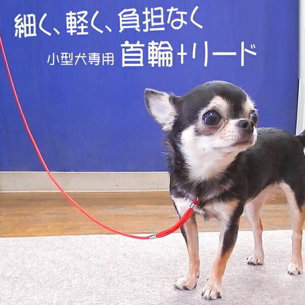スキップドッグ! プチインリード 犬 首輪 リード 一体型 ショーリード