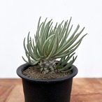 Tyrecodon cacalioides 【チレコドン・カカリオイデス・鐘鬼】